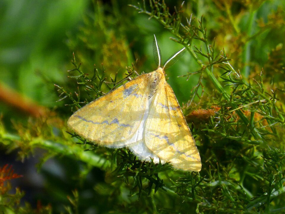 Butterfly orange moth detail