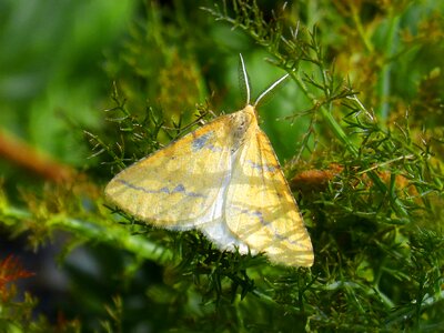 Butterfly orange moth detail photo