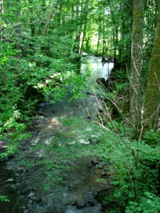 La Brinjame en forêt de Bazoches
