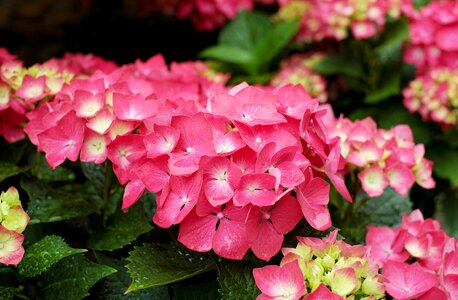 Pink garden rain photo