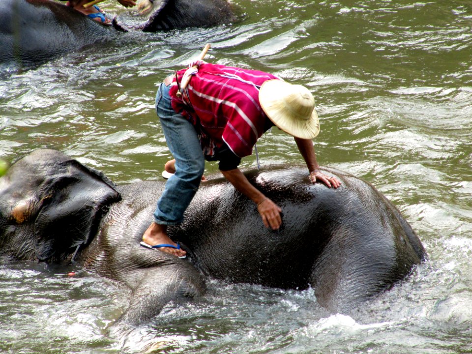 L'éléphant prend son bain