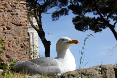 Old town the seagull rome