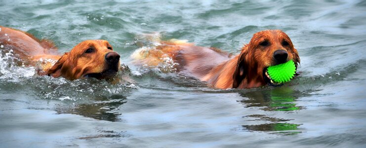 Pet swim beach photo