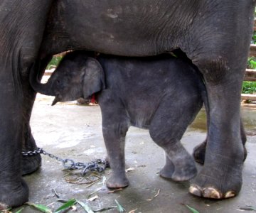 L'éléphanteau sous sa mère
