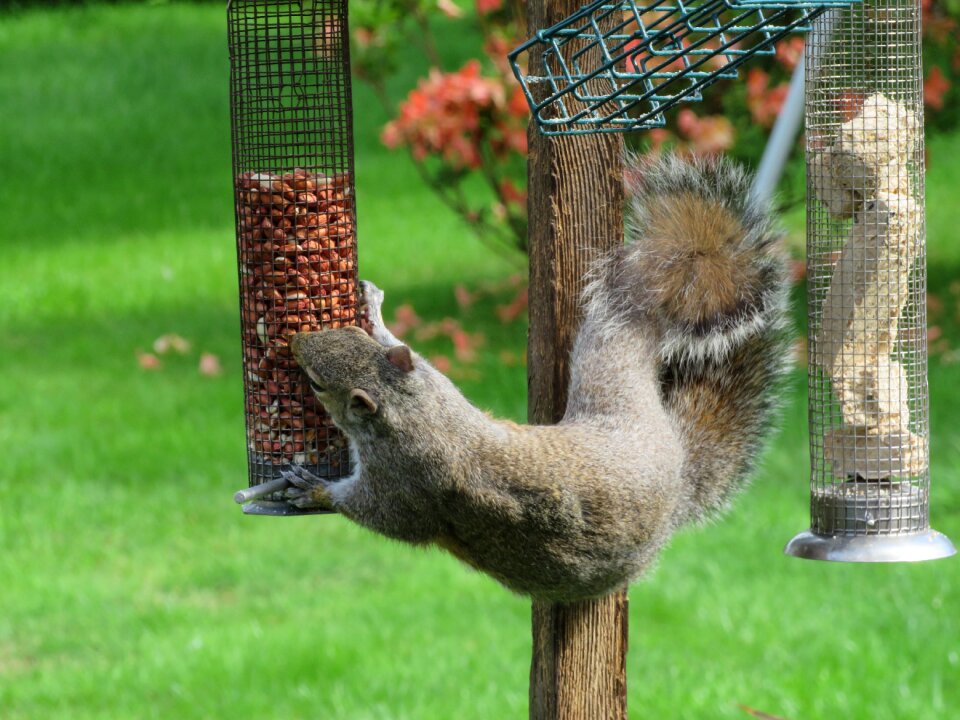Eat eating wildlife