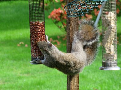 Eat eating wildlife