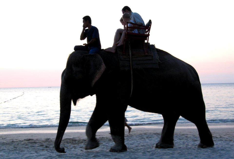L'éléphant, le cornac et le téléphone portable