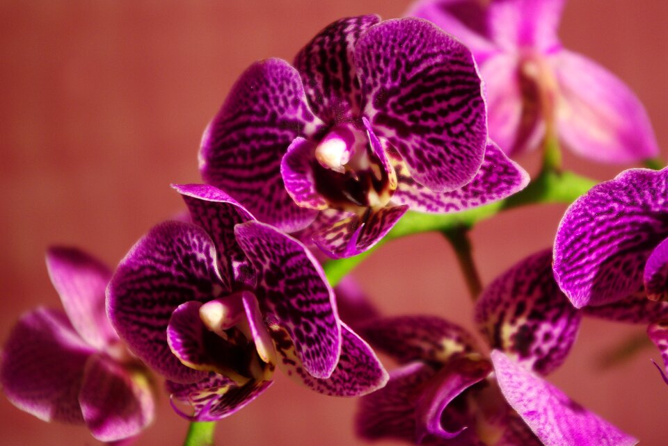 Blossom bloom purple