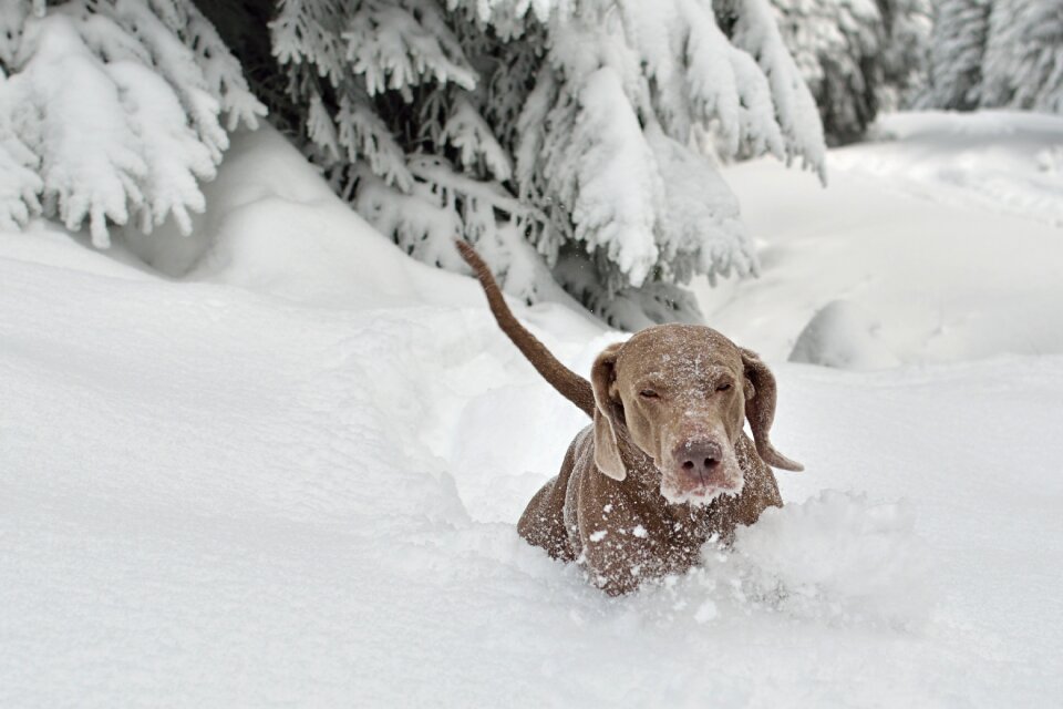 Dog breed large puppy