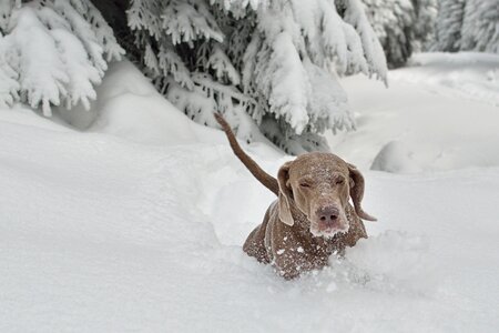 Dog breed large puppy