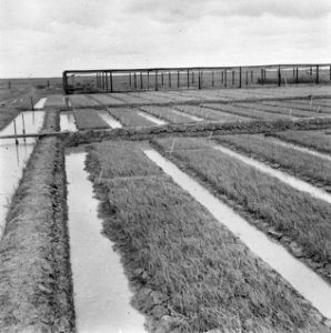 Landbouwstroken, sloten, Bestanddeelnr 250-8337