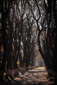 Autumn nature forest
