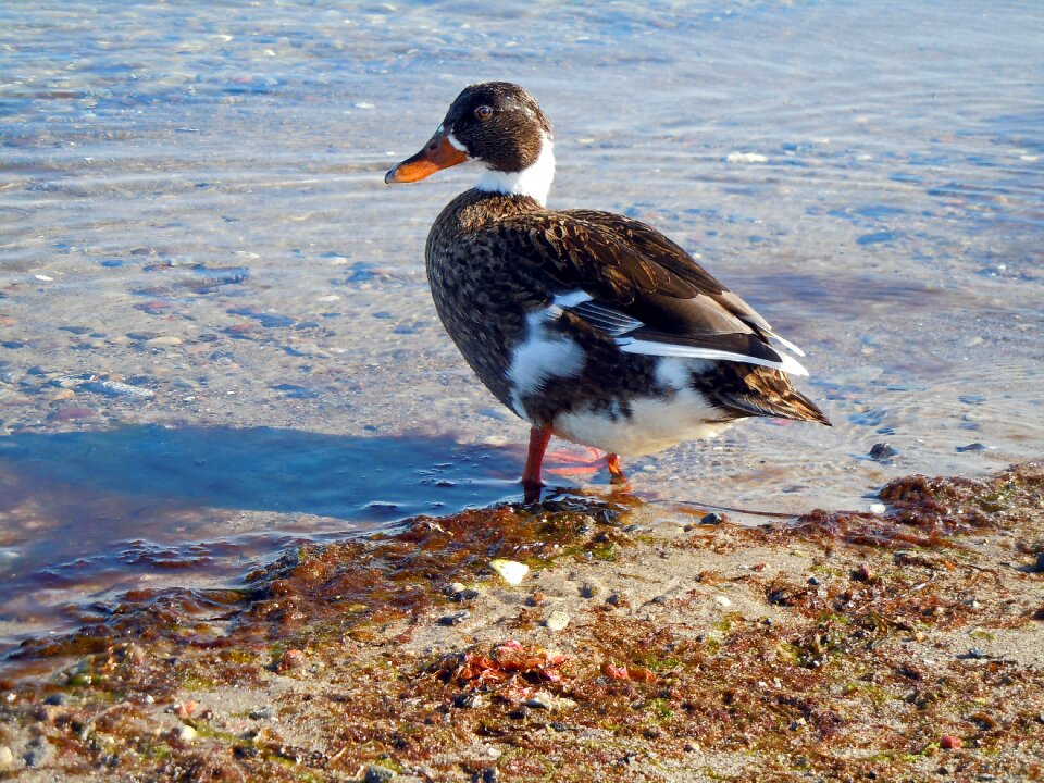 Beach water water bird