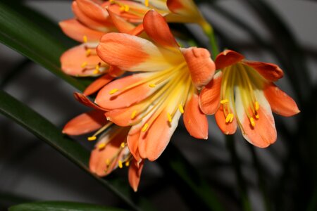 Flower orange macro photo