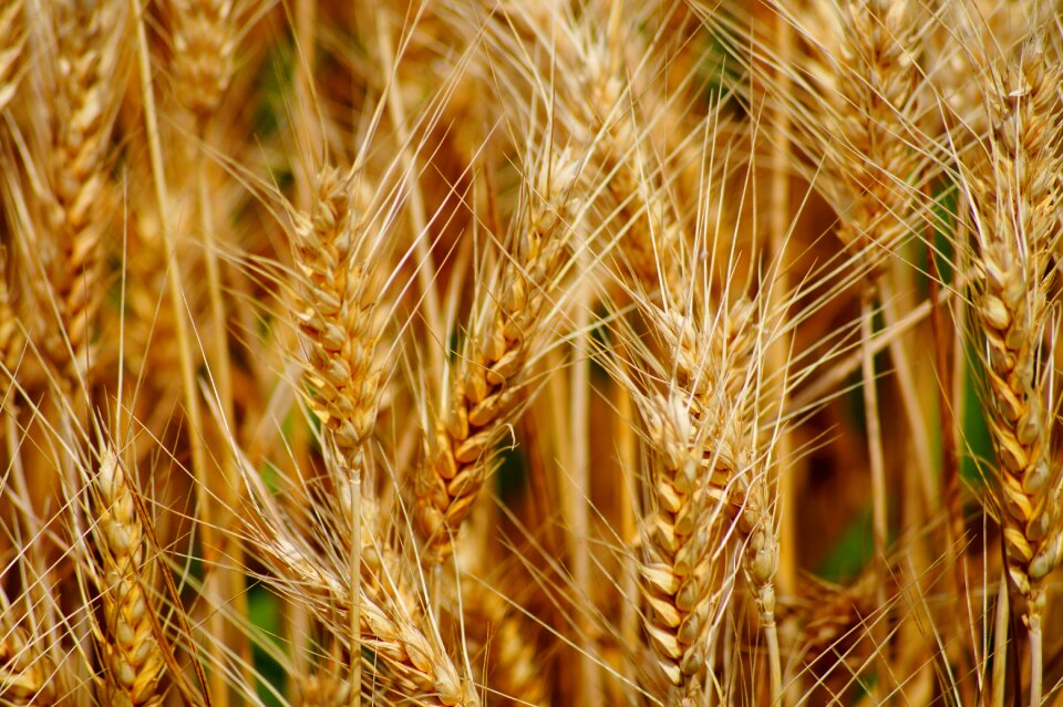 Epi agriculture durum wheat