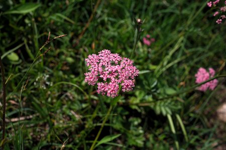 Bloom pink achillea millefolium photo