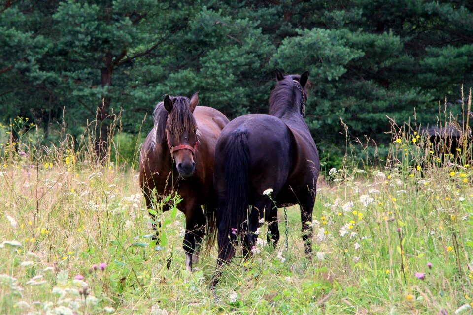 Grass summer animal