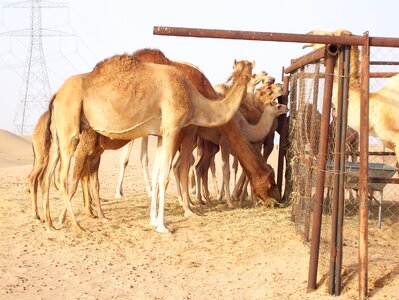 Sahara tuareg golden sand photo