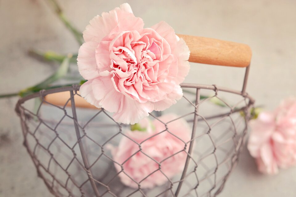 Carnation pink petals cut flowers