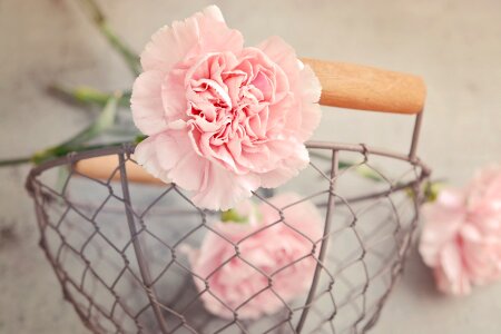 Carnation pink petals cut flowers photo