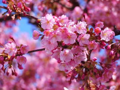 Izu peninsula pink early spring photo