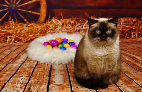 Fur animal world easter