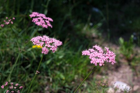 Bloom pink achillea millefolium