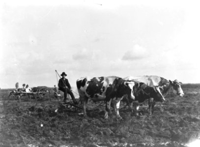 Landbouwmachines, werktuigen, dieren, eg, ossen, Bestanddeelnr 192-0874