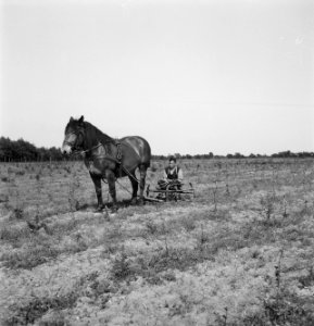 Landbouwmachines, werktuigen, arbeiders, werkzaamheden, paarden, Bestanddeelnr 251-7059