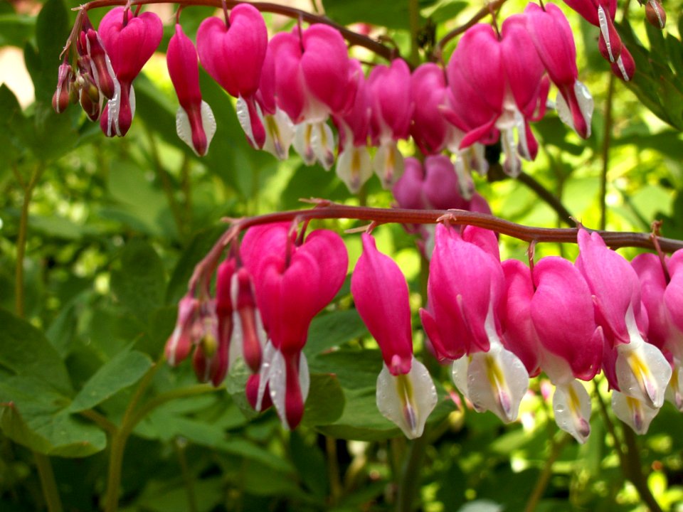 Lamprocapnos spectabilis, 2015-05-03, Mellon Park, 01
