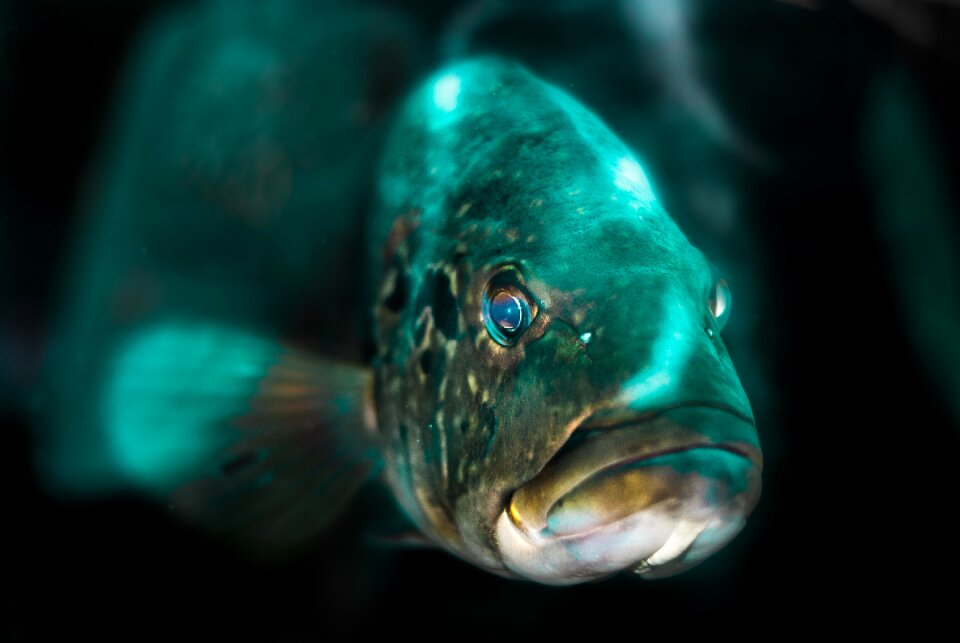 The light shines in the aquarium increases the beauty in fish azure fish head