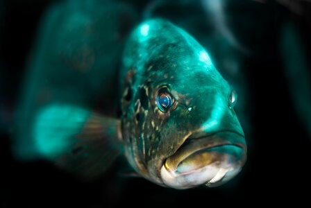 The light shines in the aquarium increases the beauty in fish azure fish head photo