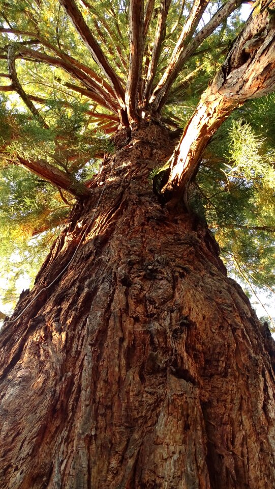 Wood tree bark shadow photo