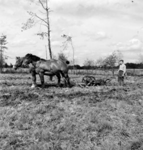 Landbouwmachines, werktuigen, arbeiders, werkzaamheden, paarden, Bestanddeelnr 251-7058