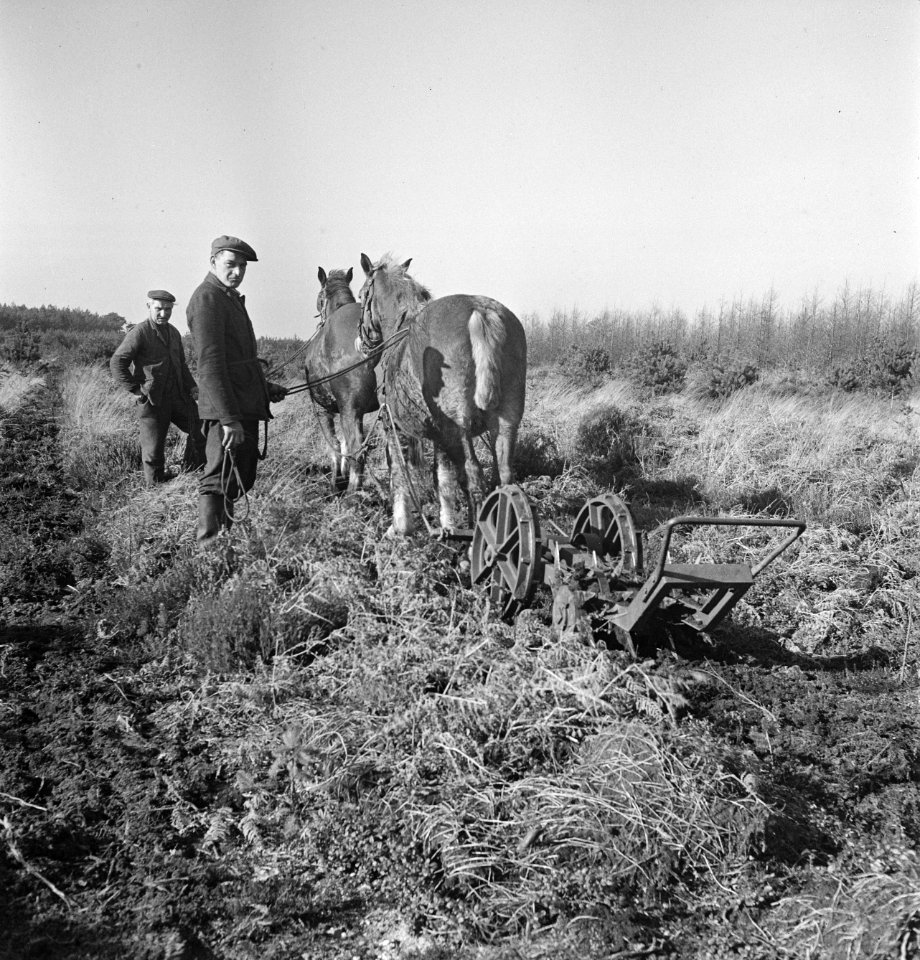 Landbouwmachines, werktuigen, arbeiders, werkzaamheden, paarden, Bestanddeelnr 251-7056