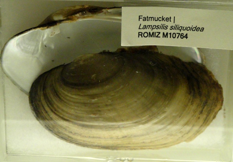 Lampsilis siliquoidea - Royal Ontario Museum - DSC00199