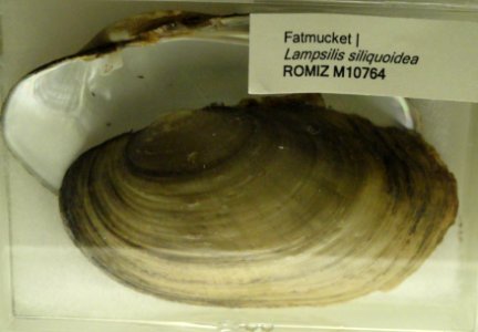 Lampsilis siliquoidea - Royal Ontario Museum - DSC00199