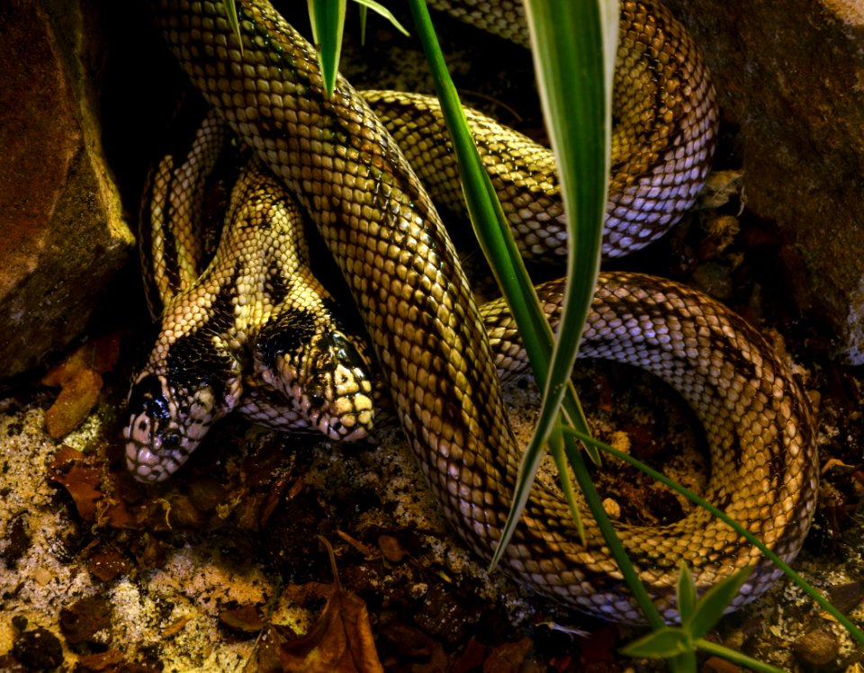 Lampropeltis getula californiae two headed Genève 24102014