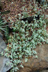 Lampranthus deltoides (Oscularia deltoides) - Longwood Gardens - DSC01104