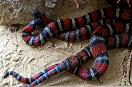Lampropeltis ruthveni - mating