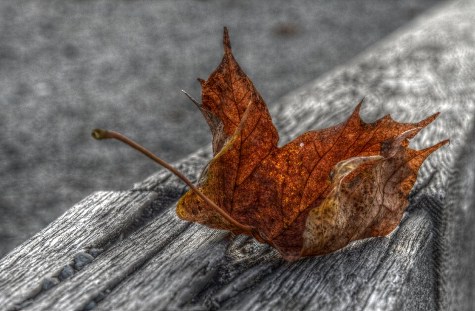 Hdr autumn nature