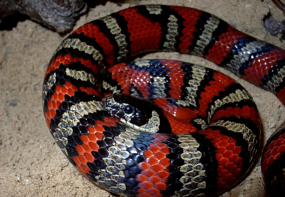 Lampropeltis ruthveni - Ruthvens Königsnatter (3)