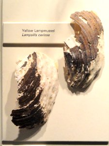 Lampsilis cariosa - Springfield Science Museum - Springfield, MA - DSC03467