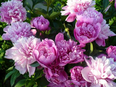 Spring peony purple flower