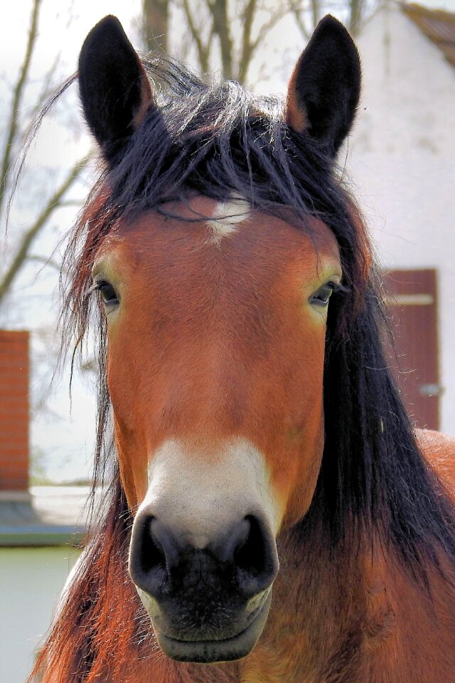 Horse horse head pferdeportrait