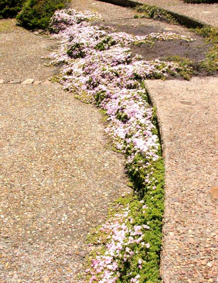 Lampranthus species on Cape Peninsula South Africa