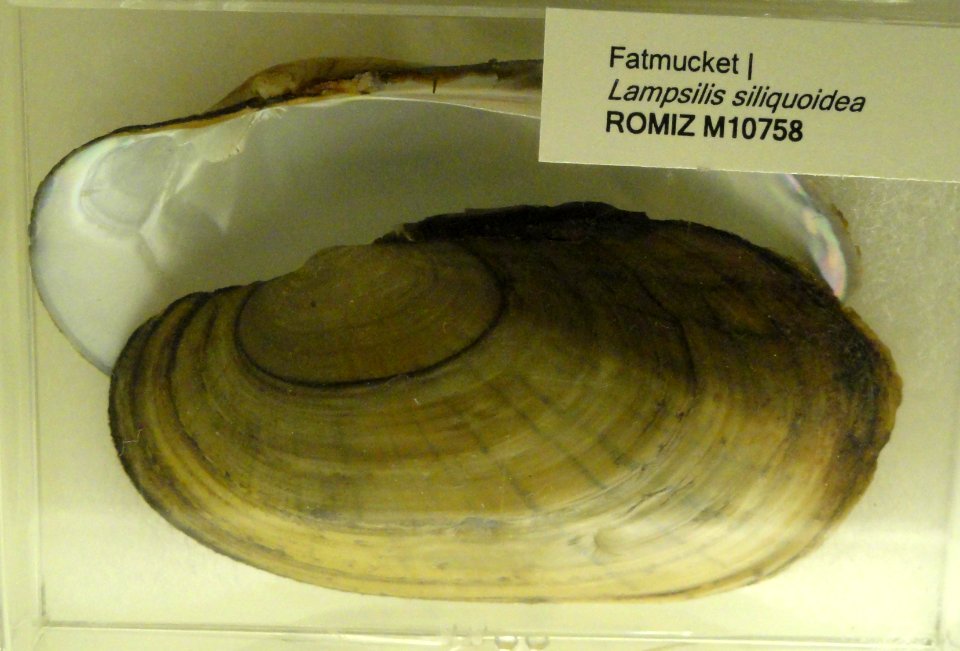 Lampsilis siliquoidea - Royal Ontario Museum - DSC00195