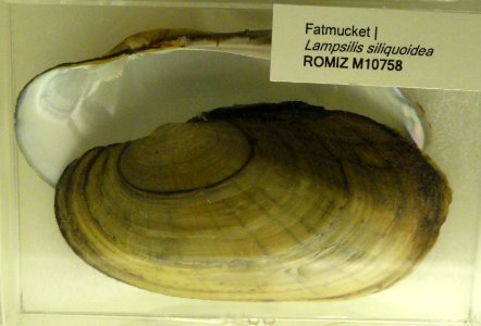 Lampsilis siliquoidea - Royal Ontario Museum - DSC00195 photo