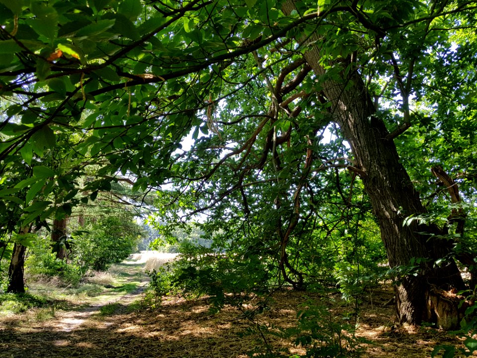 Landgoed noordhout - 3