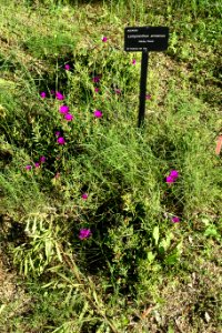 Lampranthus amoenus - Jardín Botánico de Barcelona - Barcelona, Spain - DSC09349
